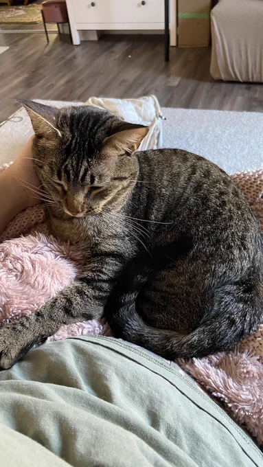 hi sorry but my cat just walked onto my lap for the first time since I've had him (1,5 yrs)  he's been super cuddly and affectionate ever since he's started to accept pets but he's never gone on my lap until just now 