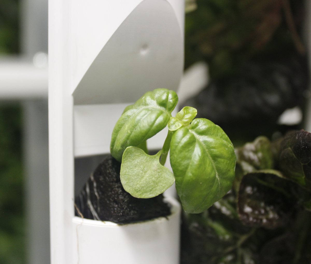 What's the best use of basil?

#basil #cooking #chef #culinary #growyourownfood #herbs #inthekitchen #food #foodie #verticalfarming #hydroponics #verticalfarm