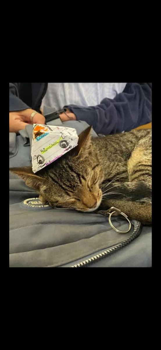 MikaSiiss's tweet photo. Aquele gato fazia pessoas felizes só pelo simples fato de existir, botava sorriso no rosto de estudantes que tem um longo dia na escola, aquele gatinho fazia parte de tudo o que alguém já mais poderia imaginar. Pra vc pode não perder importante mais foi uma vida tirada. https://t.co/zK4aQPSMZg