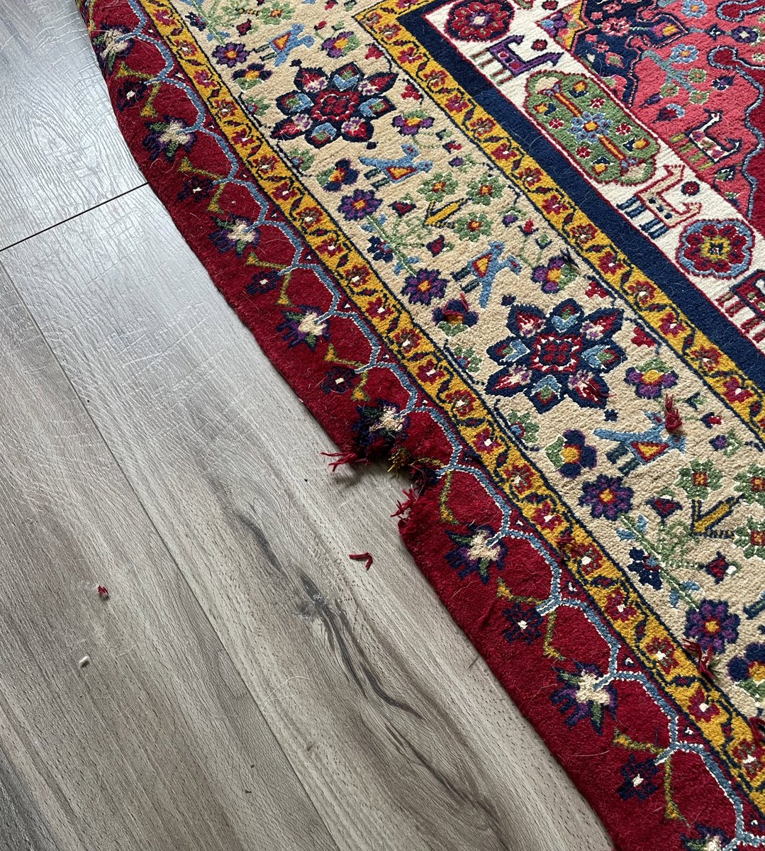 Sara Peymanpour 🇮🇷🇬🇧 tweet media