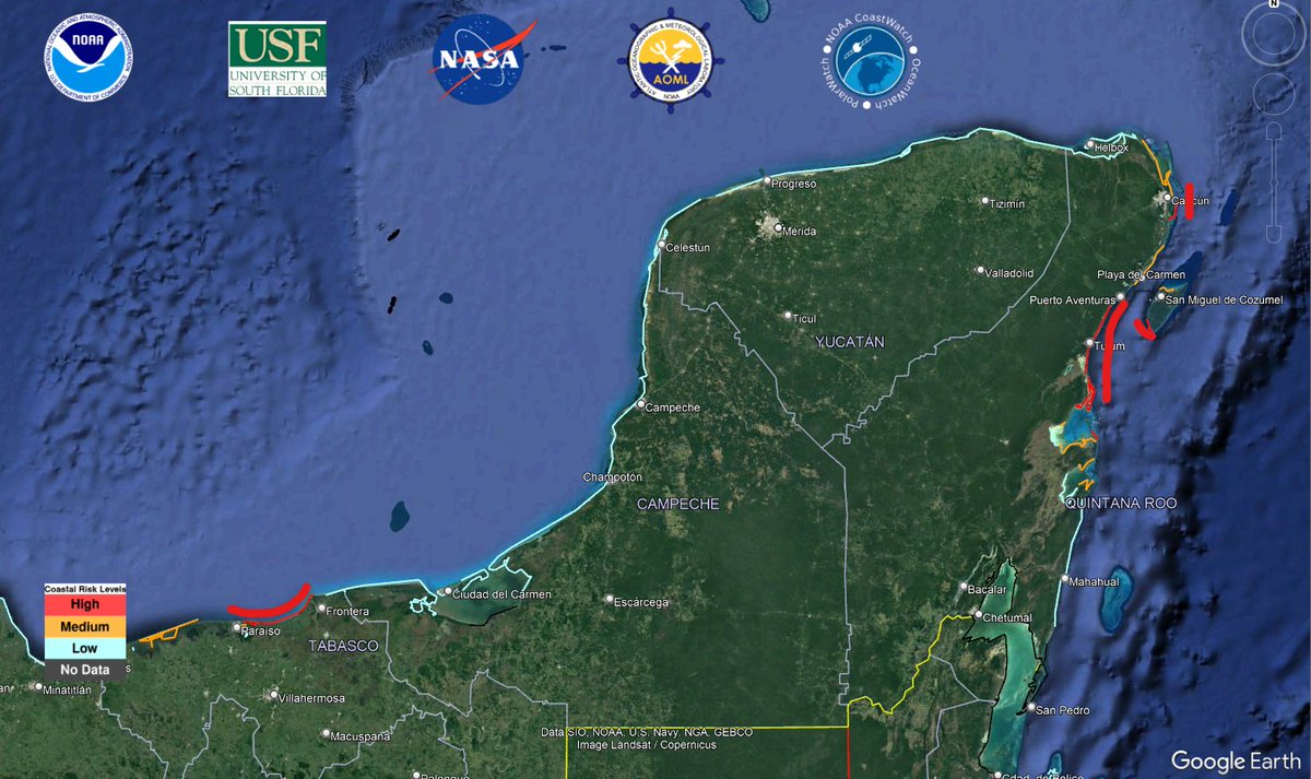ALERTA: Incrementa de manera importante el riesgo de presencia de #Sargazo en las costas mexicanas a partir del 15 de mayo de 2023. Esperamos un incremento de hasta un 30% más de ésta alga durante éste año, con respecto al año anterior.