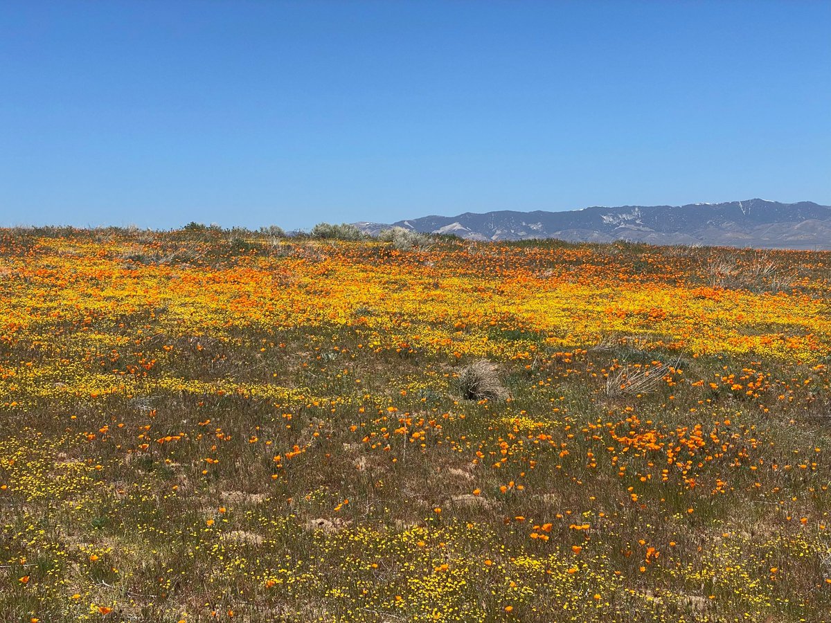 Carson Richards tweet media