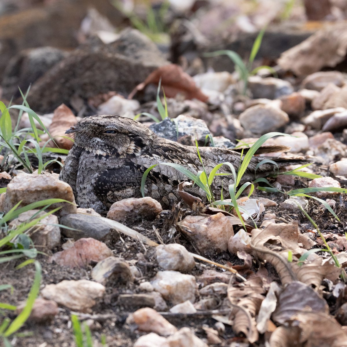 Çobanaldatan kamuflajından emin, yerde oturuyor…