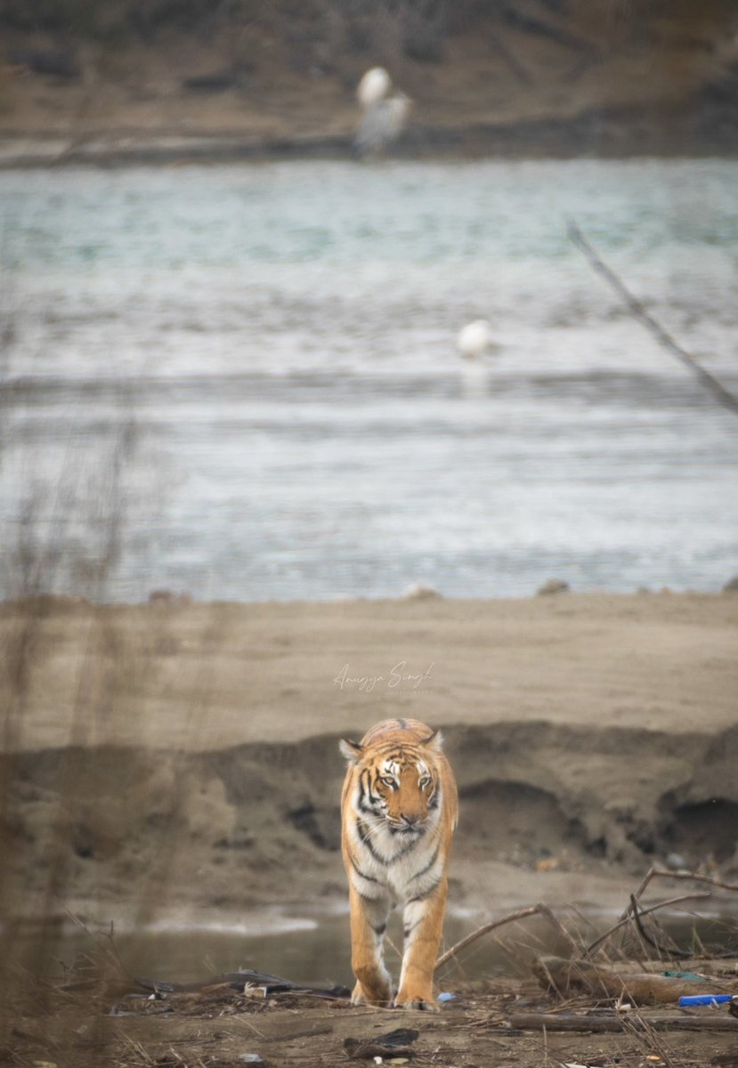 The majestic stride 

#tiger #savetigers #wildlife #wildlifephotography