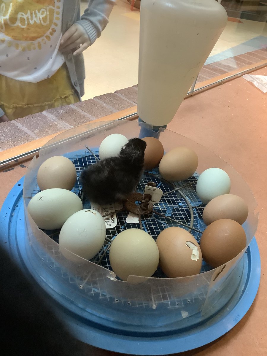 StonecrestES's tweet photo. Happy Education Week! The eggs in our display window are hatching! This week is about celebrating the amazing things happening at Stonecrest and how students, staff, and families are working together to build a brighter future together. ⁦@OCDSB⁩ #EducationWeek https://t.co/GUShfWtuFp
