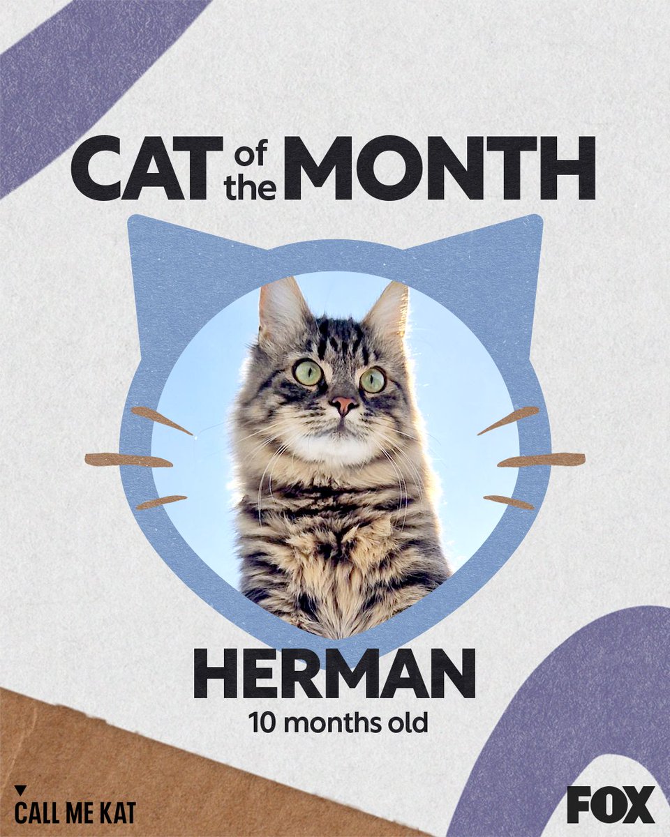 Introducing our May Cat of the Month, Herman! 😺