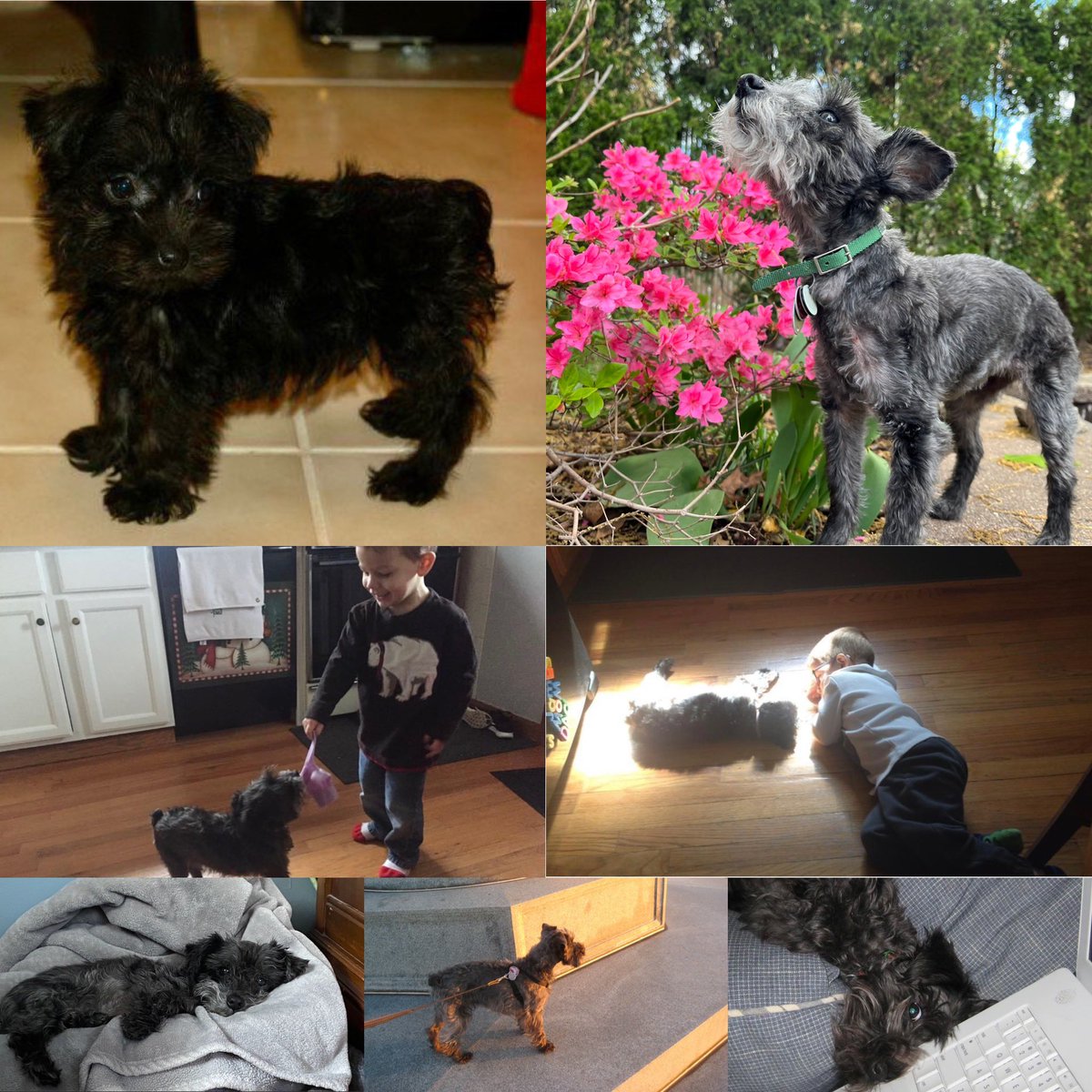 Izzie was there for the momentous and the mundane. That teeny little puppy that I wouldn’t let go of once I found her, passed peacefully in my arms just three months shy of her 16th birthday.