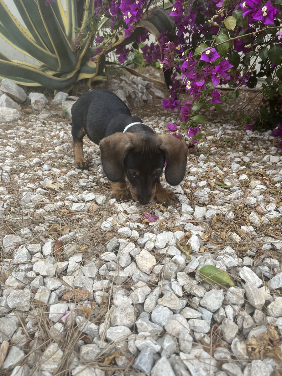 ChappoLife's tweet image. Taking Rambo for a walk … #norush