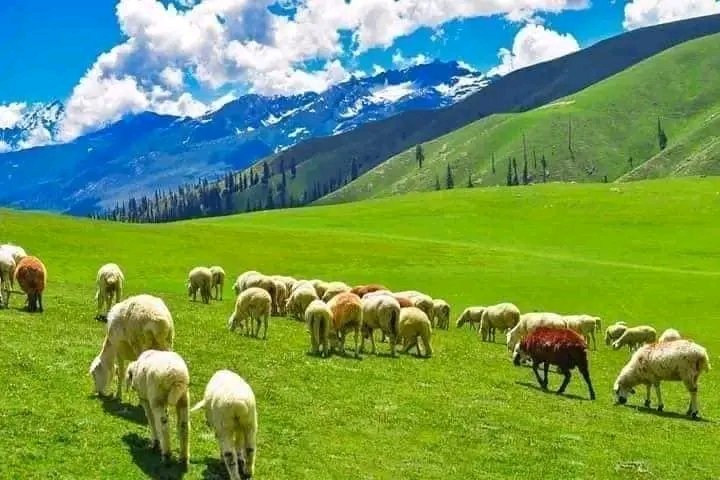 SkarduExpd's tweet image. Breathtaking beauty of Upper Dir! Nestled in the majestic mountain of KPK, this hidden gem of Pakistan boasts crystal clear streams, lush green forests, and a serene atmosphere that&apos;s truly enchanting. A must-visit for nature lovers and adventure seekers! #UpperDir #Pakistan