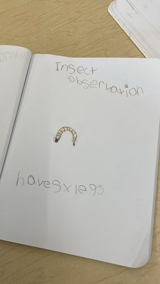Observing mystery bug number 2! First graders proved that these bugs are insects. They have 6 legs, 3 body parts, and 2 antennae.