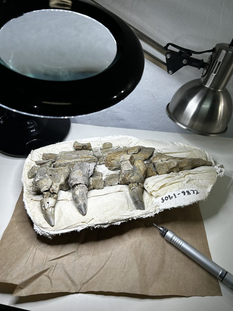 Clumpy_Tag's tweet image. Today is all about sampling Antartic #mosasaurs from the Museum de La Plata…can’t wait to be back at @goetheuni to analyze this material!