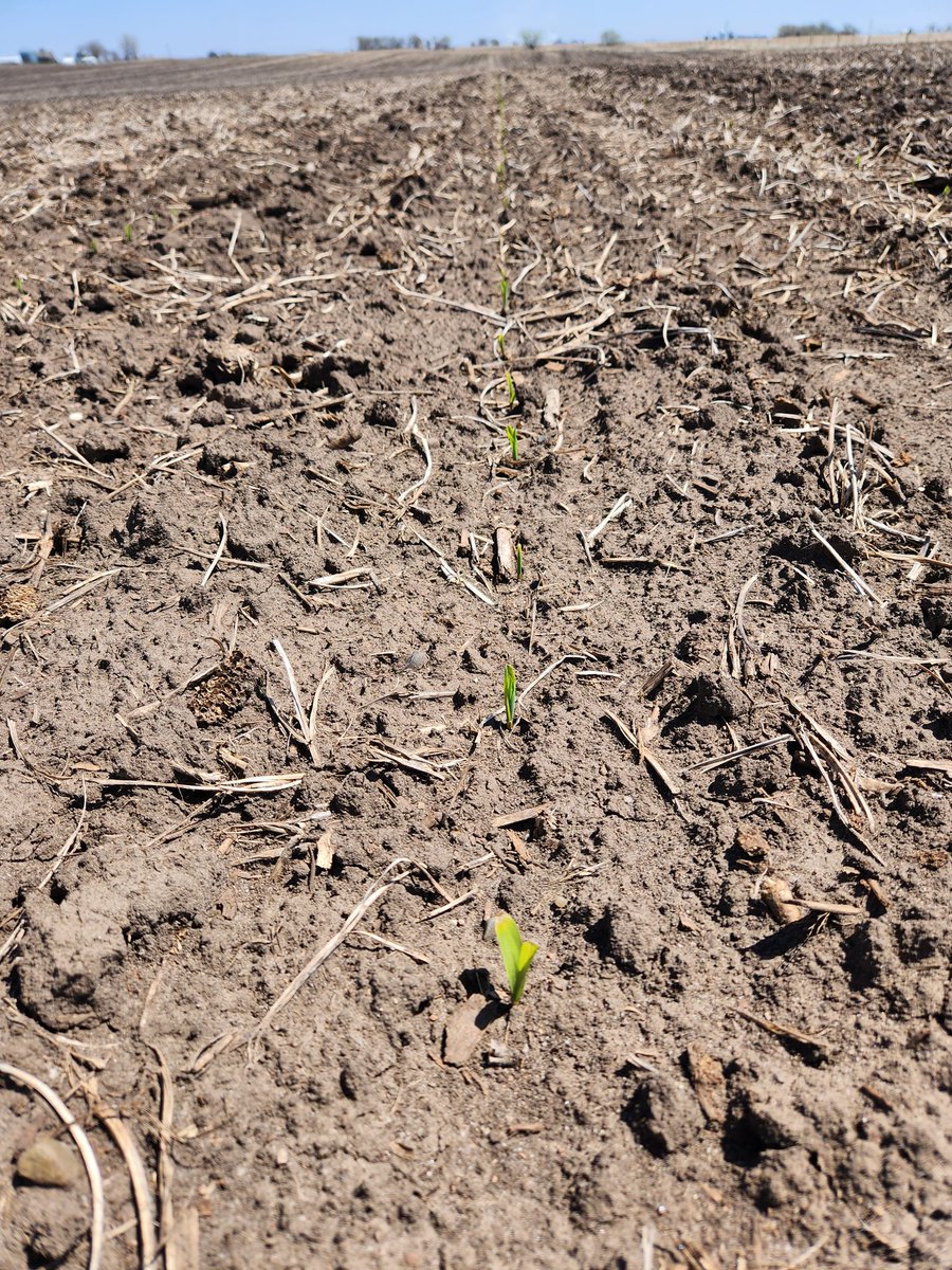 Dylangrieco's tweet photo. Planted April 7th. It's alive ..... #needwater
#needheat https://t.co/U3etDVlts8