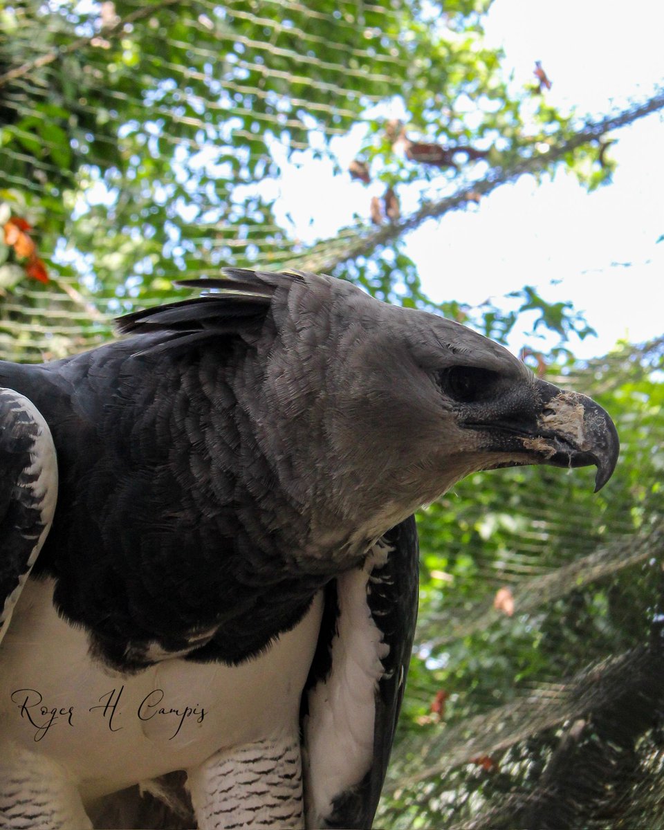 RogerHCampis's tweet photo. Águila Harpía, ave nacional de Panamá.

#panama #parquesummit https://t.co/aCrVtcimOd