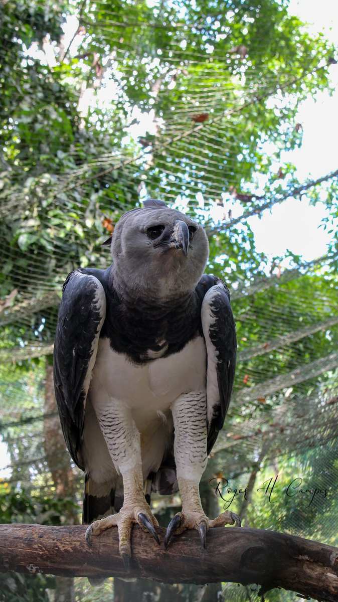 RogerHCampis's tweet photo. Águila Harpía, ave nacional de Panamá.

#panama #parquesummit https://t.co/aCrVtcimOd