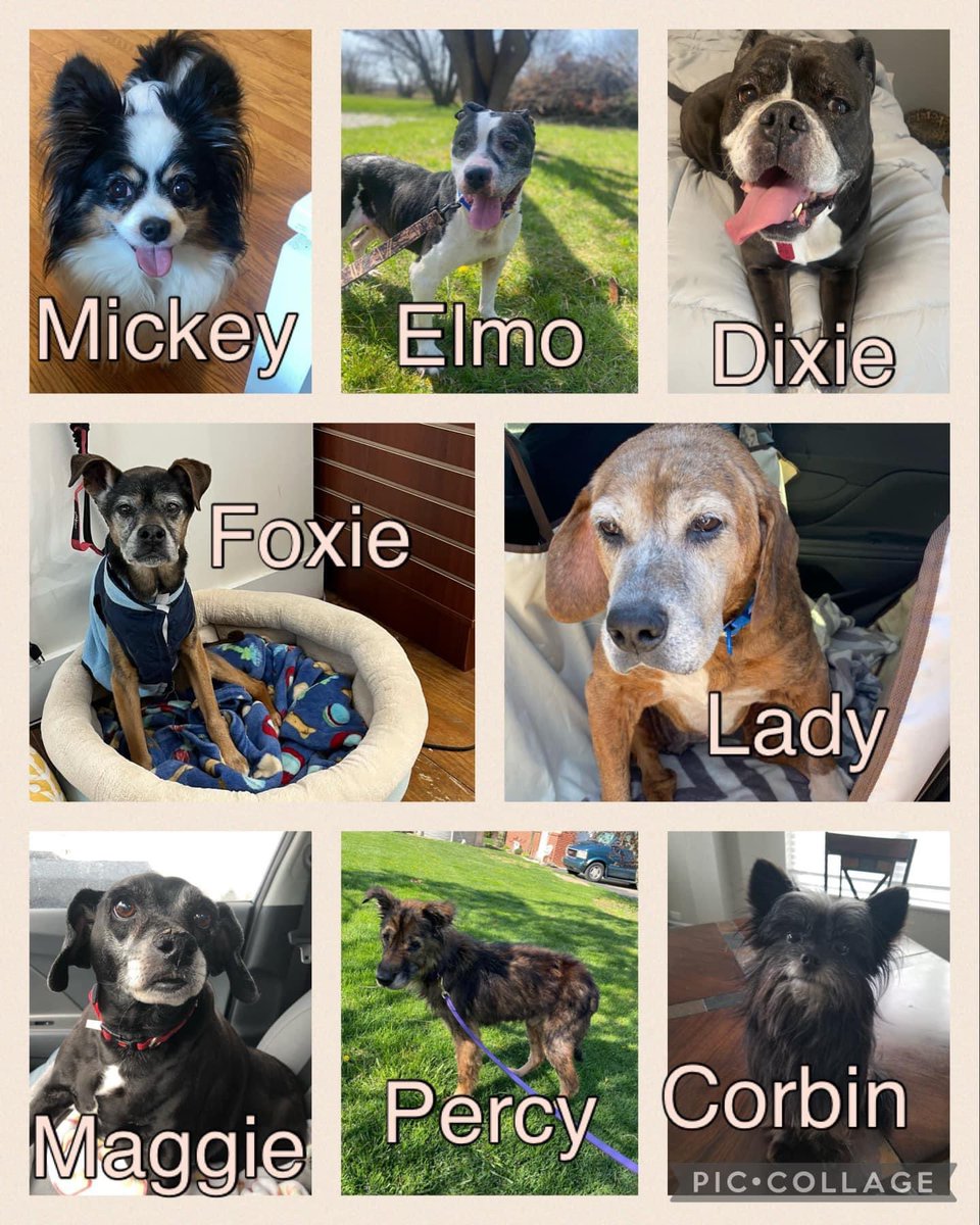 Updated list of pups that are either available NOW or will be available very soon! #AdoptDontShop #dogrescue #indiana #seniordogrescue #dogsoftwitter #DogsOnTwitter