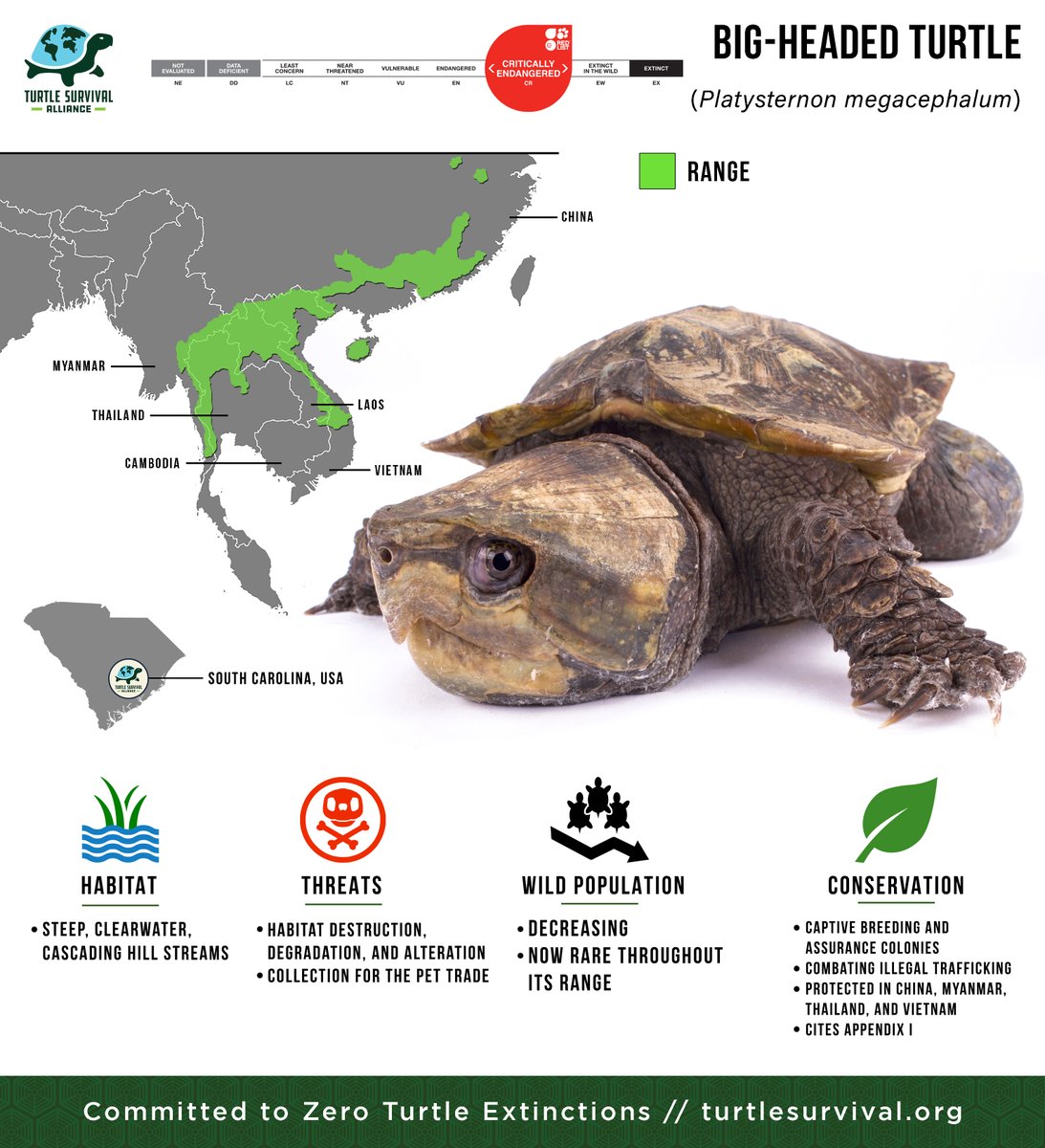 Today is #NationalSkilledTradesDay! Of all the species maintained at the Turtle Survival Center, the Big-headed Turtle takes the most skill  to maintain and breed! (Albeit an obscure and highly specialized skill set, it is a VERY important one!)

Common name: Big-headed Turtle,
