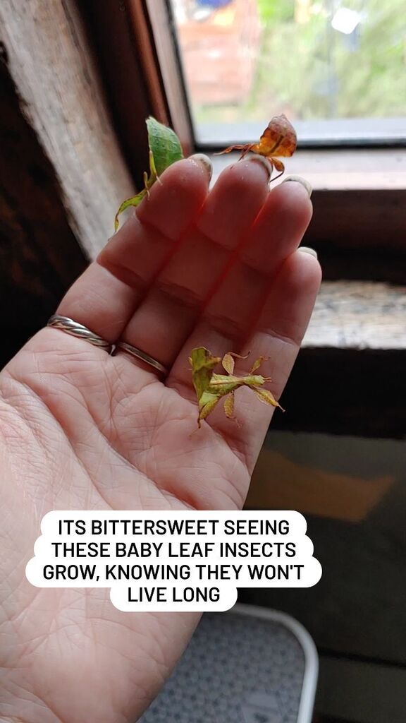 Skullpturas's tweet photo. Did you know leaf insects are able to reproduce asexually, meaning if there are no males around the adult female can lay eggs which are clones of her? The males live much shorter lives, meaning in my case they had died off naturally before the females re… https://t.co/AdVcfniNIW https://t.co/AQKgAinxNt