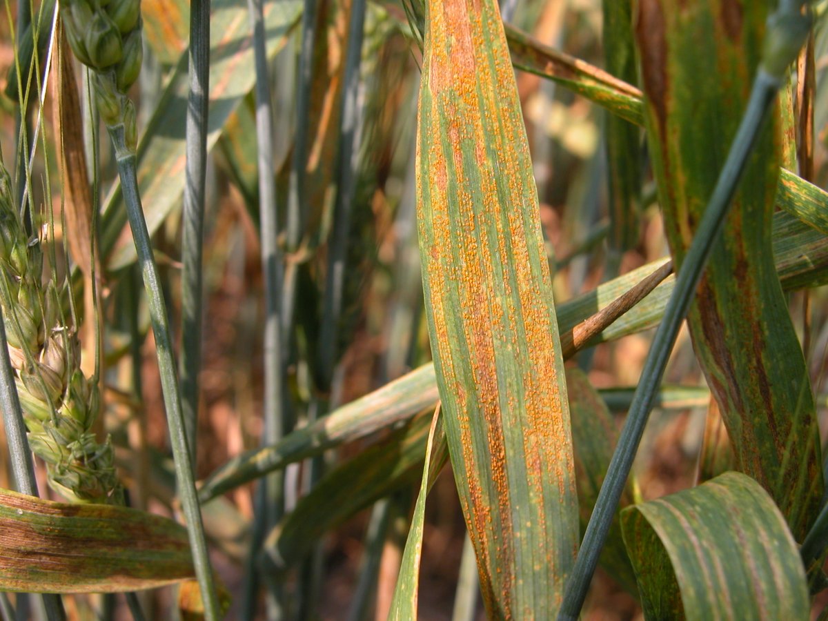 Crop Protection Network (@cropnetwork) on Twitter photo Lots of wheat never got to ride in the combine due to disease in 2022.
Find out how much in the NEW Extension pub at cropprotectionnetwork.org/publications/w…
From <a href="/NDSUcerealpath/">Andrew Friskop</a> <a href="/kira_bowen/">Kira Bowen</a> <a href="/travisfaske/">Travis Faske</a> <a href="/csuextension/">CSU Extension</a> @UDPlantPath <a href="/UGAExtension/">UGA Extension</a> <a href="/uidahoextension/">UI Extension</a> @ILplantdoc <a href="/DTelenko/">Darcy Telenko</a> Lots of wheat never got to ride in the combine due to disease in 2022.
Find out how much in the NEW Extension pub at cropprotectionnetwork.org/publications/w…
From <a href="/NDSUcerealpath/">Andrew Friskop</a> <a href="/kira_bowen/">Kira Bowen</a> <a href="/travisfaske/">Travis Faske</a> <a href="/csuextension/">CSU Extension</a> @UDPlantPath <a href="/UGAExtension/">UGA Extension</a> <a href="/uidahoextension/">UI Extension</a> @ILplantdoc <a href="/DTelenko/">Darcy Telenko</a>