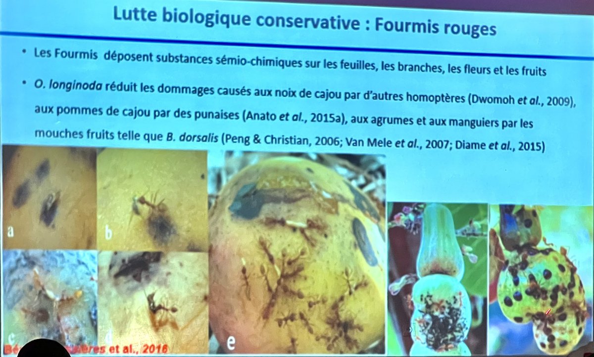 damebeye1's tweet photo. Nous prénons part du 03 au 05 mai 2023 à l’atelier de gestion durable pour la lutte intégrée contre les ravageurs et les maladies  des manguiers, anacardiers et maïs en Casamance, organisé par l’Agropole sud en partenariat à l’université Assane Seck de ziguinchor. #kebetu https://t.co/ZpOJbsRf3b