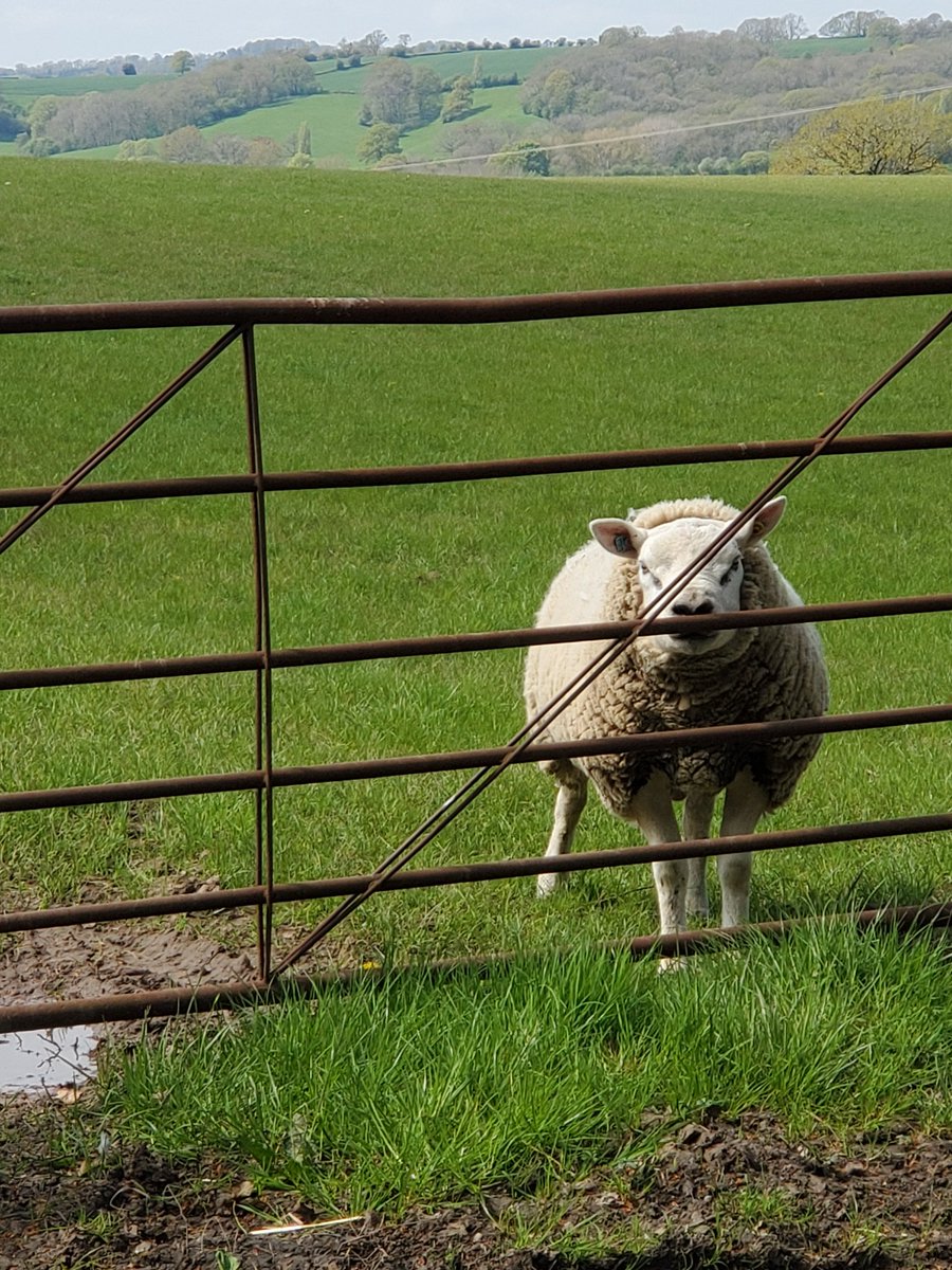 First ride today of my loaner ebike from <a href="/MalvernCar/">Malvern hills Car clubs</a>. I am now commuting 3 days from Hallow to Mill Farm, Stanford Bridge. Nowhere to shower at <a href="/MissMillyUK/">Miss Milly | Jewellery & Accessories | UK</a> shop so thought I'd try electric over acoustic. And what a glorious day for it! #ActiveTravel