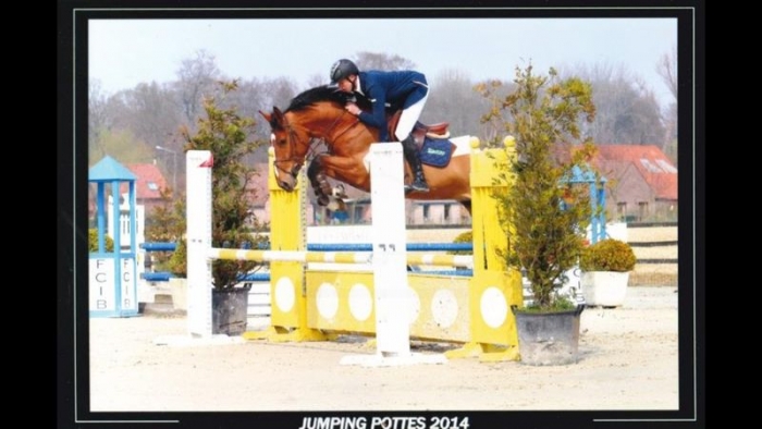 4 jr ruin , top braaf met ervaring paardenhandelaren.com/paardenhandel/… #paarden