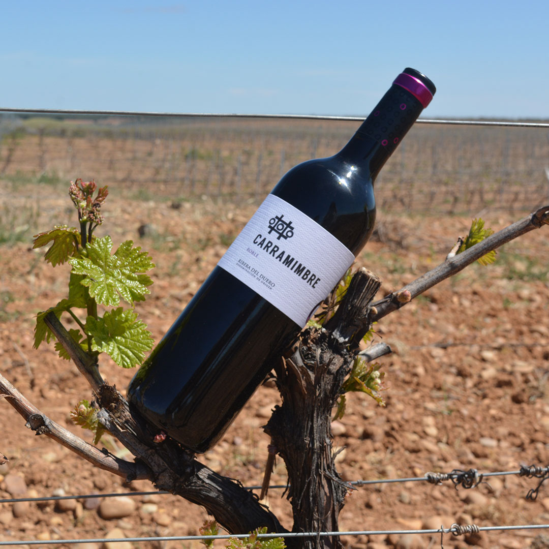 Sumérgete en un mar de sabores con nuestro vino, cosechado cuidadosamente bajo el sol de nuestra viña 🍷☀️

Cada botella de Carramimbre combina la esencia de la uva y la belleza de la naturaleza.

#carramimbre #bodegascarramimbre #vinotinto