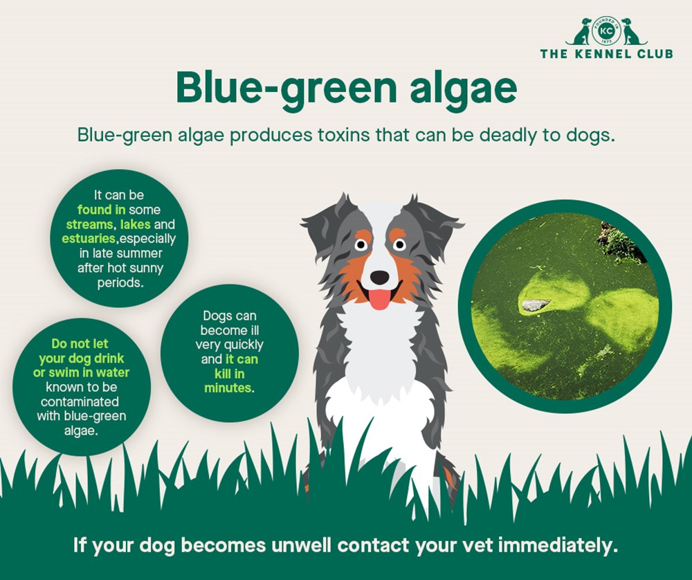 ElmHouseVets's tweet photo. As the summer is slowly approaching, we want you to all be aware of the dangers of algae to your doggies. Algae can cause liver or neurological problems for pets if ingested, so make sure you have lots of water for your dogs on their walks!💦🐾 https://t.co/KxeSkdEI2m