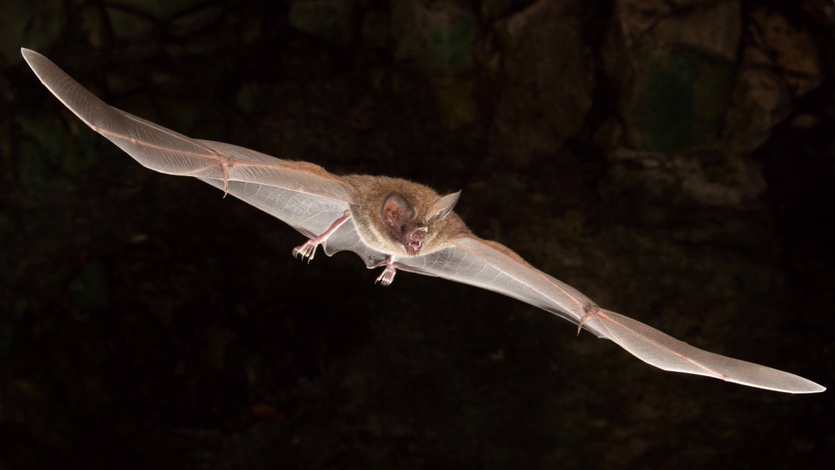 Nathan Howes TWN (@howesnathan) on Twitter photo .<a href="/BatConIntl/">Bat Conservation International</a> says many ways people can help including creating and protecting bat habitat in the backyard. "Everyone working together is a message of hope," said <a href="/FrickWinifred/">Dr Winifred F Frick</a>. "Yes, we know we have a lot of work to do, but people are really coming together to do that work." .<a href="/BatConIntl/">Bat Conservation International</a> says many ways people can help including creating and protecting bat habitat in the backyard. "Everyone working together is a message of hope," said <a href="/FrickWinifred/">Dr Winifred F Frick</a>. "Yes, we know we have a lot of work to do, but people are really coming together to do that work."