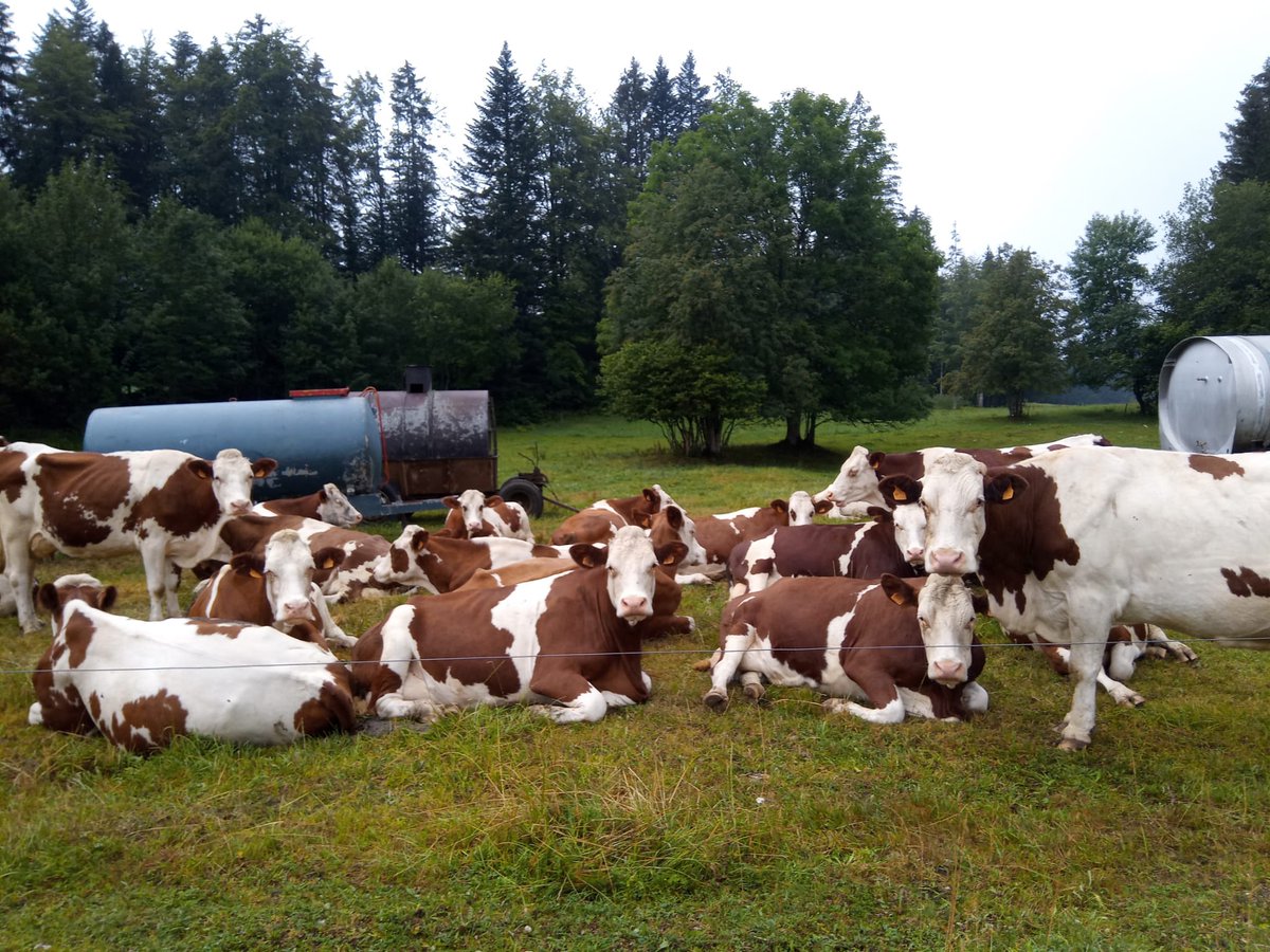 biosensmastitis's tweet photo. Four collection rounds of milk samples already completed since 2021 by @CBI_ProAkademia!
For #Biosens4PrecisionMastitis project, this is allowing to advance in the new diagnostic tools for mastitis sensitive detection at early stages of the disease. https://t.co/QnXs2LdtEb