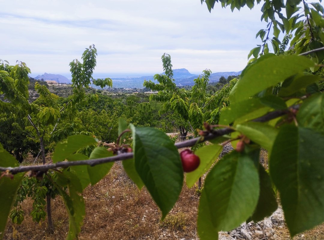 10 cireres a cada arbre i 8 se les han menjades els pardalets 😮‍💨.
Tornarem a fer cireres algun dia?