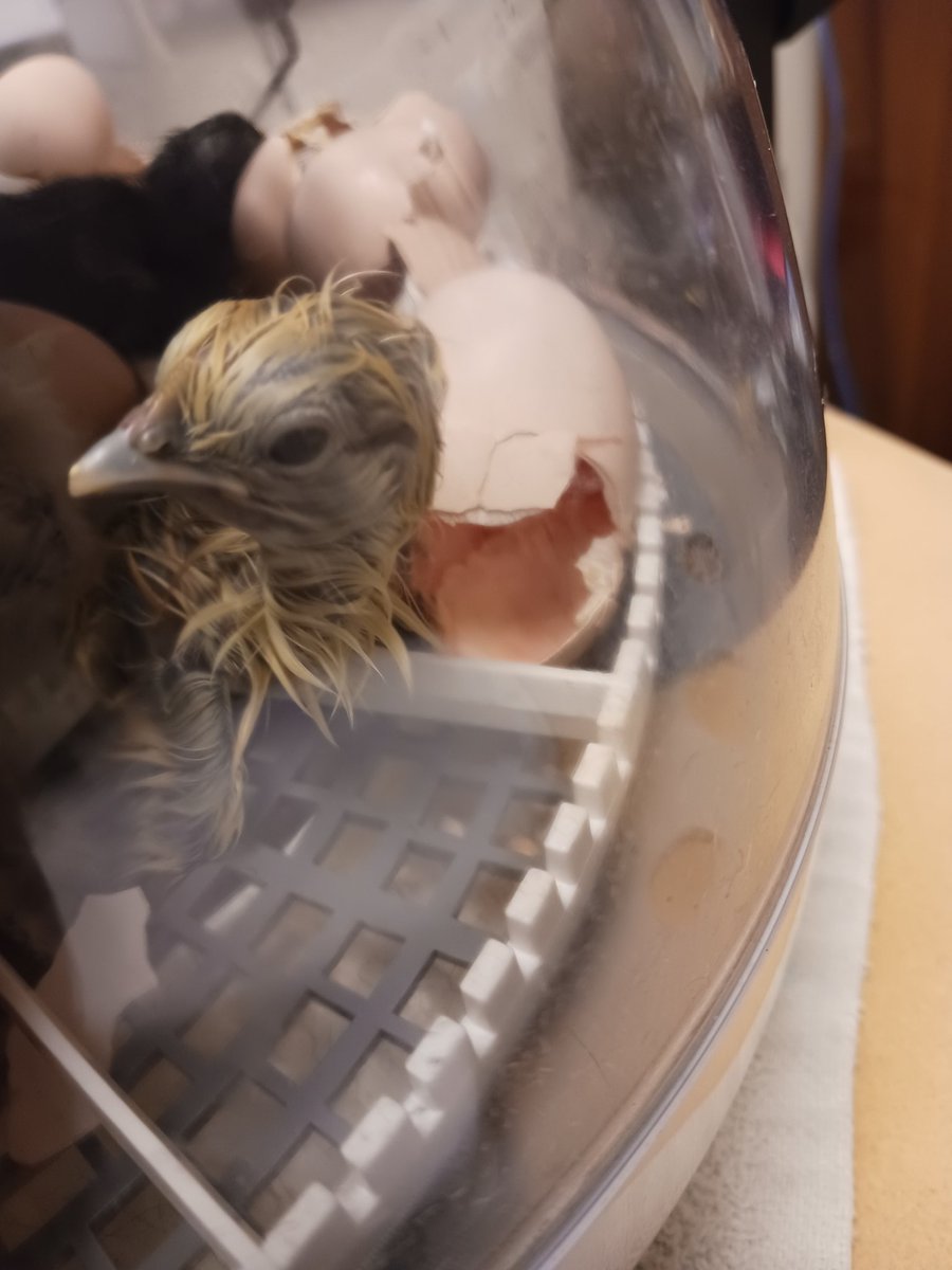 Our fall hatchling are now adults with chicks of their own. We've completed the full life cycle in PortableLand #aklearns #akedchat #PBL