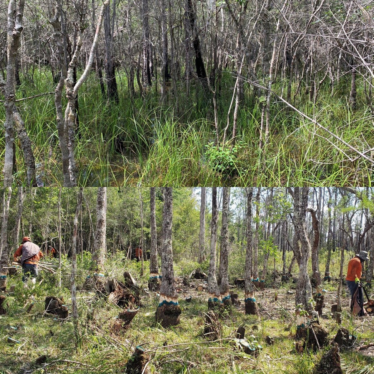 The frosted flatwoods salamander habitat in the Apalachicola National Forest was becoming overgrown, so our crews worked to selectively thin out the woody brush. This species of salamander is federally threatened, so removing excess foliage helps to enhance their ecosystem.