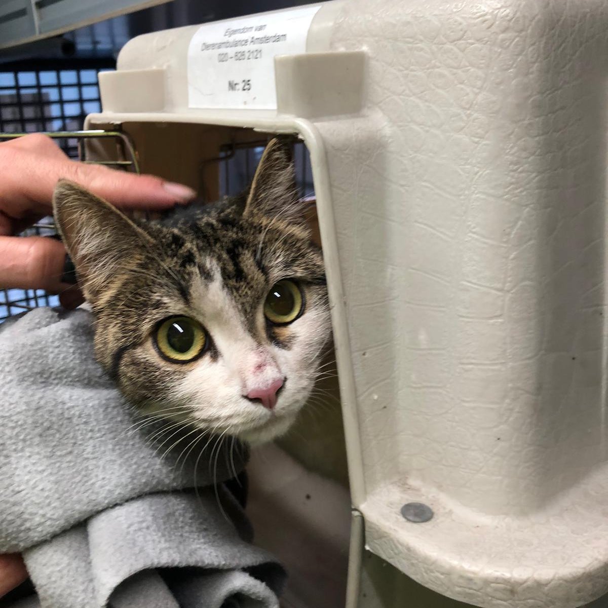 DierenAmsterdam's tweet photo. HELP
Deze stakker is gevonden in de fietsenstalling bij CS, geen chip, wel een verbrijzelde achterpoot. Snel naar het @mcvoordieren Van wie is deze lieverd?! #Vermist #Gevonden Het moppie heeft zijn mens nodig. https://t.co/uUW8Cs7pas