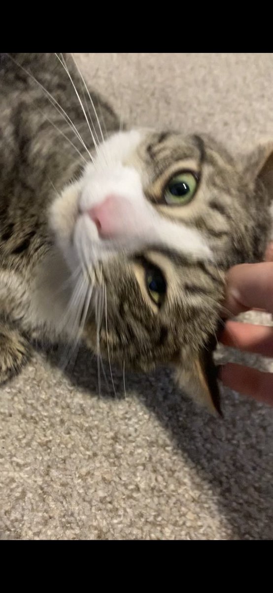 DaniPalmer_wwe's tweet photo. @BeardedDM84 @SolRucaWWE @DaniPalmerWWE I am the real account. Here’s never before seen photos of my cat to prove it. Enjoy 😅 https://t.co/vz60mP3lzx