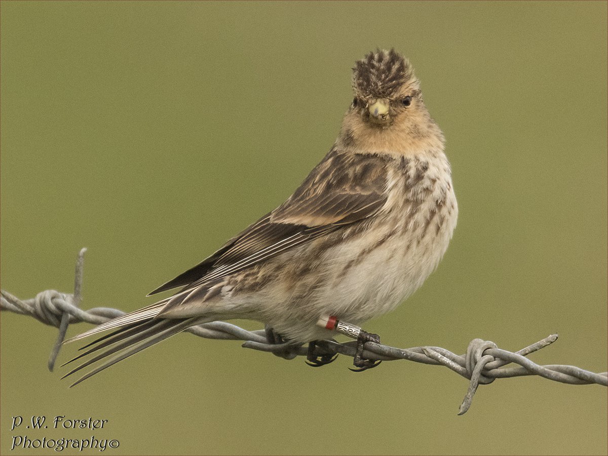 paul230156's tweet photo. Twite Zinc Rd Recent
@teesbirds1 @WhitbyNats @clevelandbirds @teeswildlife @DurhamBirdClub @TeesmouthNNR @RSPBSaltholme @YWT_North @YorksWildlife @NTBirdClub @WildlifeMag @_BTO #localbird #7dmk11 #ukbirds #birds #twite @J9_Birds https://t.co/hdFoMjqvv5