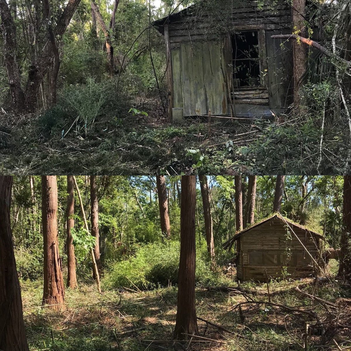 This is a great before-and-after shot of our recent treatment at Box R WMA in Franklin County! Our treatment focused on Japanese climbing fern, Chinese tallow, camphor tree, and bamboo.