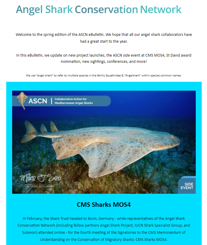 angelshark2014's tweet photo. 📢 The Spring edition of the #AngelSharkConservationNetwork eBulletin is now available to view! 🦈
🌐Visit https://t.co/LZesBMKU8r to check it out and subscribe to receive updates at: https://t.co/8AdA8GXhWZ
@officialZSL
@museumKoenig
@ulpgc
@SharkTrustUK
@IUCNShark
@submon_ https://t.co/Q4mfzWQI1N