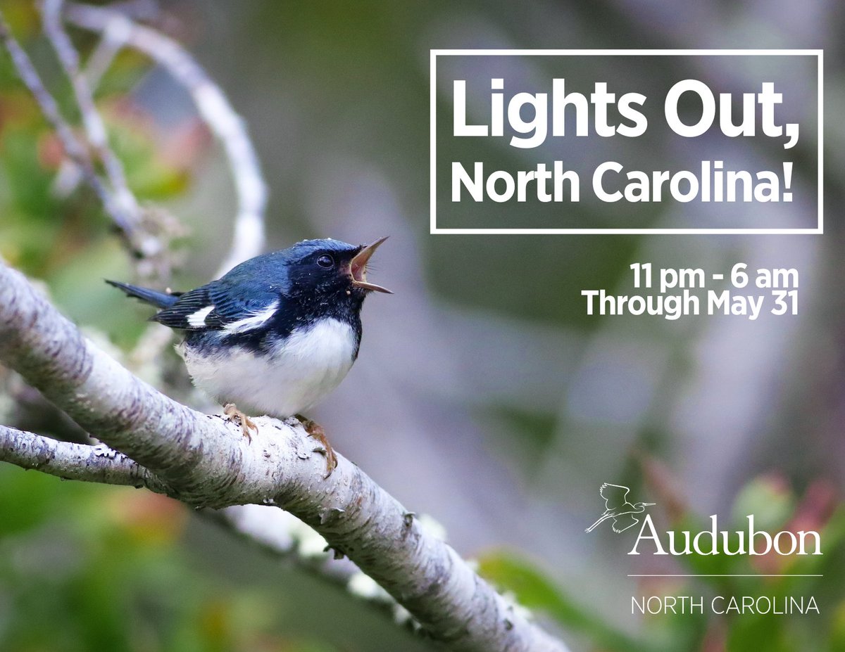 Did you know that bright city lights lead to the death of hundreds of millions of migrating birds each year? Helping them is as simple as turning off the lights at night. Learn more: bit.ly/LightsOutNC