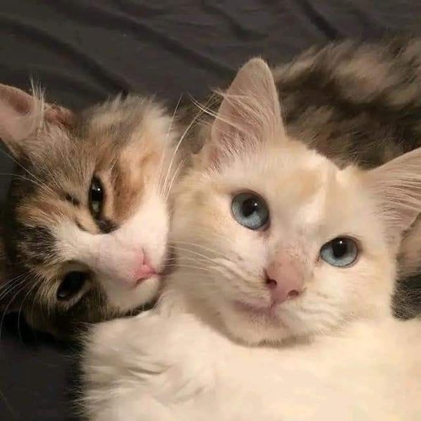 DR3AMDRUMS's tweet photo. Regulus and Juliet https://t.co/SCVSWv9tNC