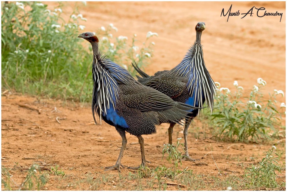 Vulturine Guineafowl couple photographed in Samburu National Reserve, Kenya. 
#vulturineguineafowl #wildlifephotography 
#BBCWildlifePOTD #TwitterNaturePhotography #NationalGeographic
