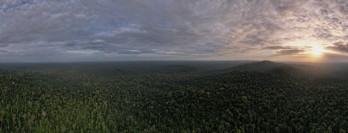 2/2 The fund, administered by Re:wild and constructed w/the support of diverse Indigenous and local community reps, provides a trusted source of financial support in the carbon space. It’ll also provide support to NGOs &amp; gov’s working to ensure integrity in forest carbon markets