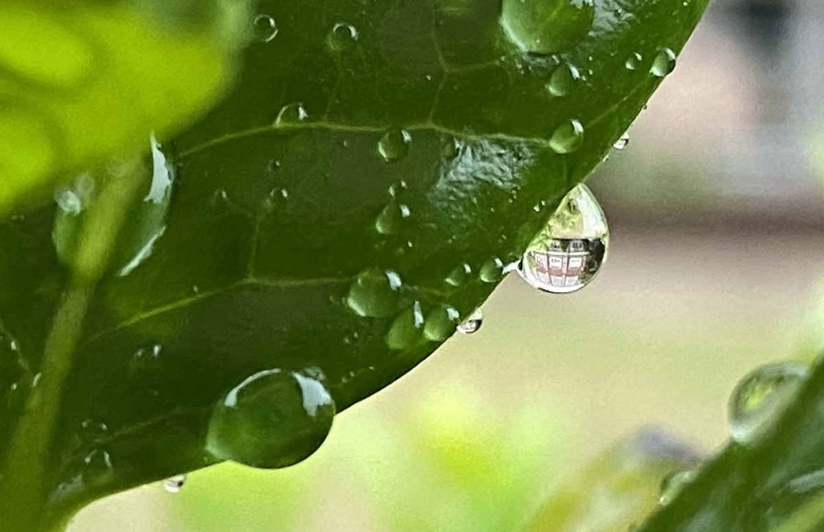 OU_Libraries's tweet image. Hey, that&apos;s us! In a raindrop! It&apos;s awfully cozy inside today at The Bizz. Come grab a caffeinated beverage from the Bookmark and get your study on.

📷 by Dr. JoAnn Palmeri @PalmeriJoAnn 

#OUPR #LibrariesFromTheOutside #UniversityofOklahoma #OUCampus #BizzellMemorialLibrary