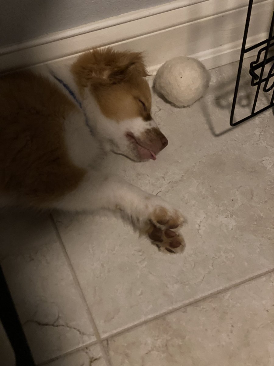More tired puppo 😝