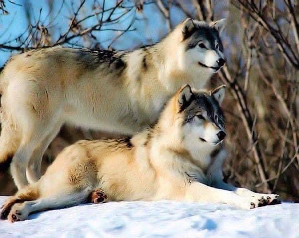 NATURALEZA (@naturalezav3) on Twitter photo 