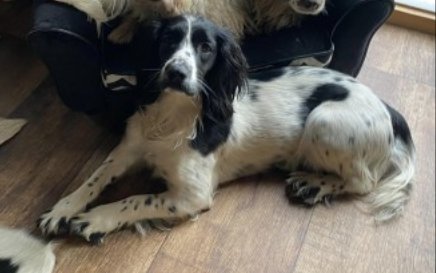 bs2510's tweet photo. OBO #SpanielHour
Female #Sprocker #Spaniel Spayed Young Adult Black and White Microchipped Tattooed
#Missing 24 Mar 2022 Lost from home nr #Ashcott #Somerset TA7
Lost with Teazle Liver & White sprocker. 174525
https://t.co/3C7AGPEZW6 https://t.co/ZVA6VdiYsh