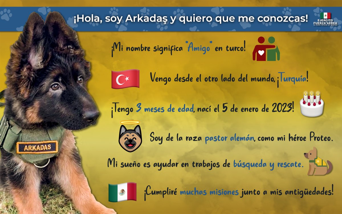Hola ¡Soy Arkadaş y quiero que me conozcas! ¡Gracias a mis amigos de México quienes me recibieron con mucho cariño, prometo dar lo mejor para ser un gran perro de búsqueda y rescate!