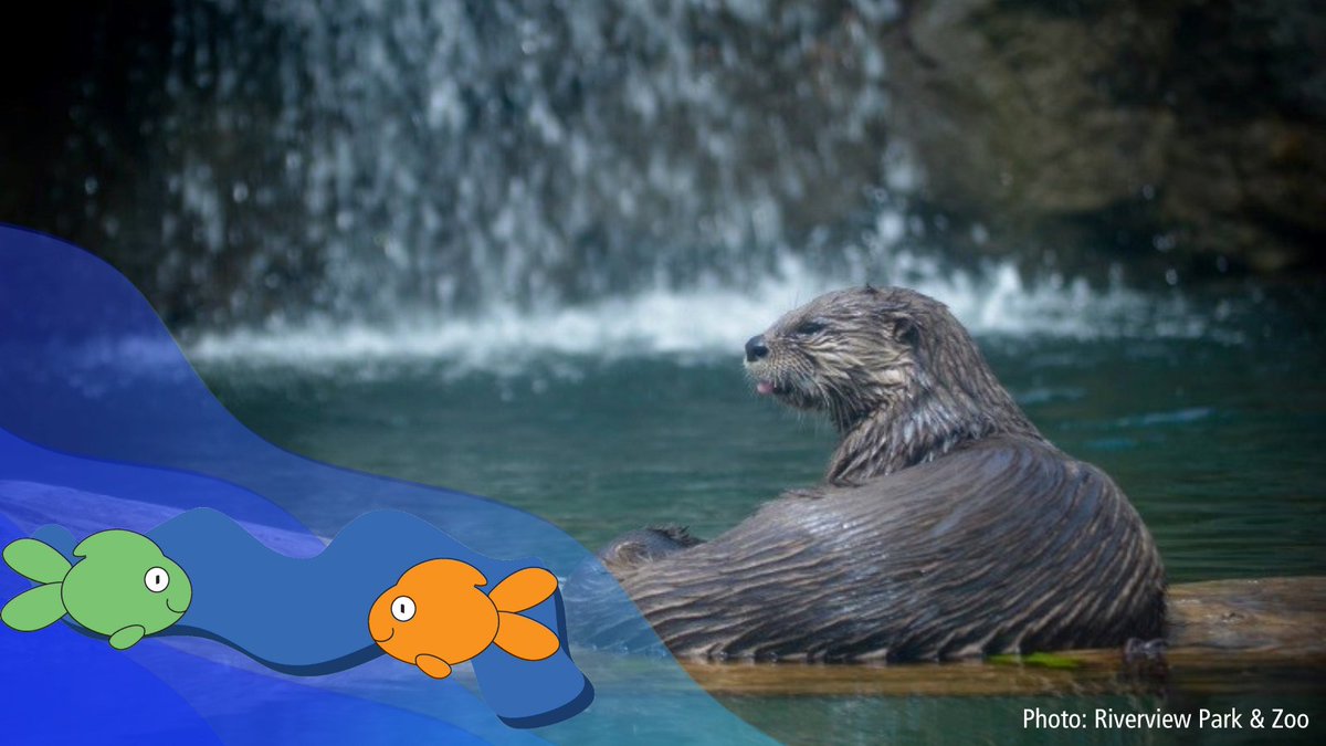 PtboWaterFest's tweet photo. We think #PCWF is Otterly-Amazing! Here's a sneak preview of our collaboration with @RiverviewZoo to learn about how to protect water with our furry friends -  otters! Happy #WaterWednesday! 

https://t.co/nMuaP6KylV https://t.co/ZLcH4T10Zs