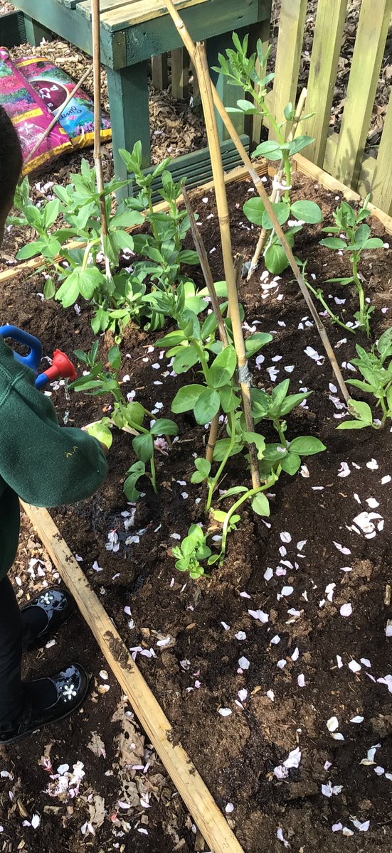 penlnurs's tweet photo. Nursery planted seeds some time ago and have really enjoyed our growing activities. Look how much our bean plants have grown! Da iawn Meithrin. π±πͺ΄ @PenllergaerP @penlnurs #ppsout #ppssci #ppsllc https://t.co/ku6ledk8l6