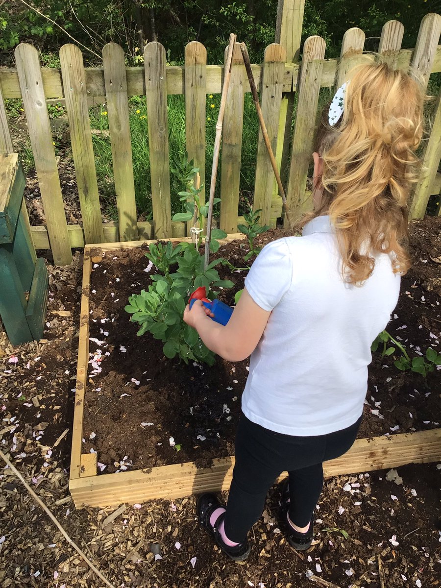 penlnurs's tweet photo. Nursery planted seeds some time ago and have really enjoyed our growing activities. Look how much our bean plants have grown! Da iawn Meithrin. π±πͺ΄ @PenllergaerP @penlnurs #ppsout #ppssci #ppsllc https://t.co/ku6ledk8l6