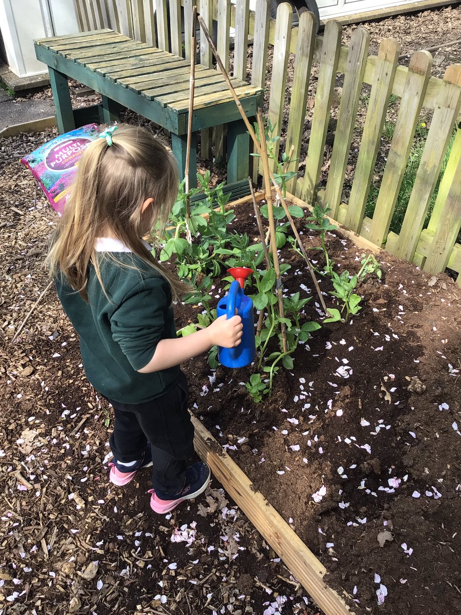 penlnurs's tweet photo. Nursery planted seeds some time ago and have really enjoyed our growing activities. Look how much our bean plants have grown! Da iawn Meithrin. π±πͺ΄ @PenllergaerP @penlnurs #ppsout #ppssci #ppsllc https://t.co/ku6ledk8l6